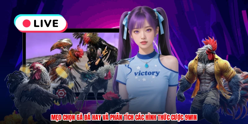 Mẹo Chọn Gà Đá Hay Và Phân Tích Các Hình Thức Cược 9WIN