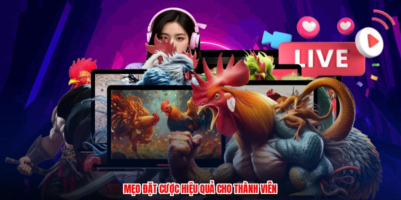 Mẹo đặt cược hiệu quả cho thành viên