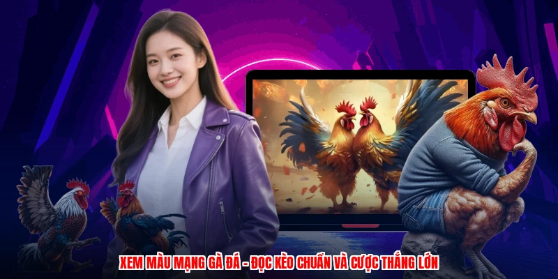Xem Màu Mạng Gà Đá - Đọc Kèo Chuẩn Và Cược Thắng Lớn